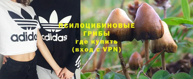 Псилоцибиновые грибы MAGIC MUSHROOMS  купить наркоту  Орск 